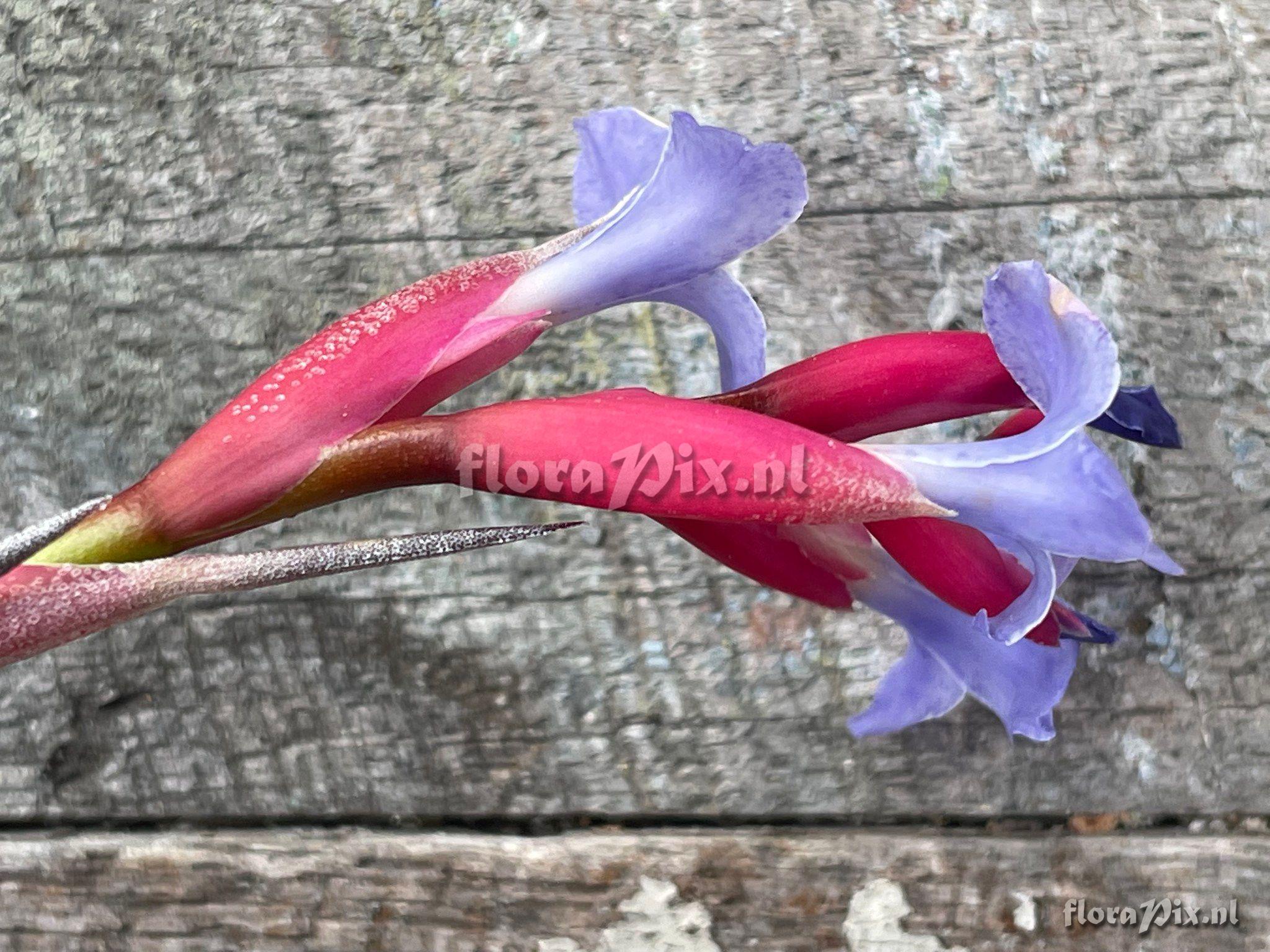 Tillandsia jonesii