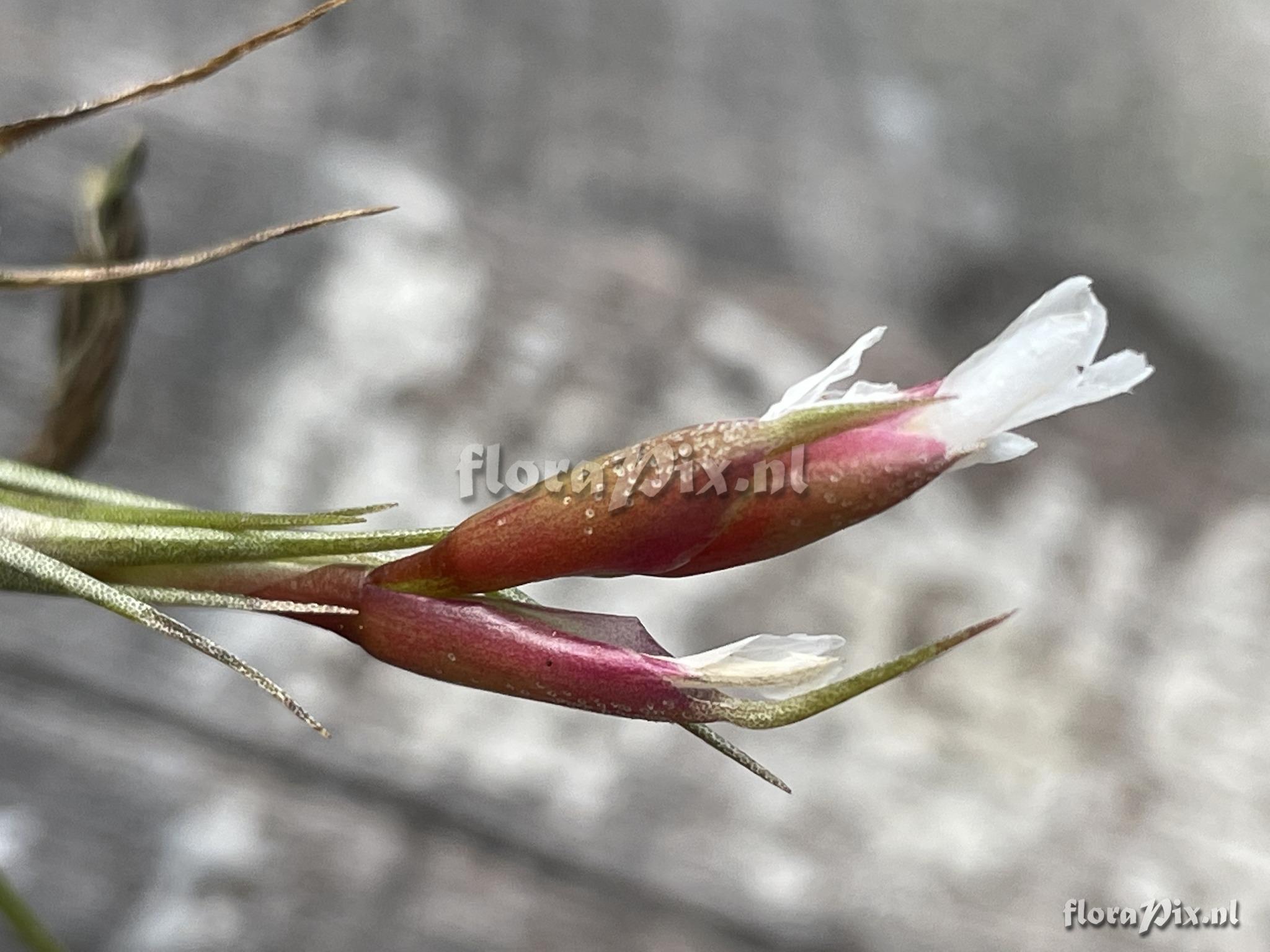 Tillandsia pardoi