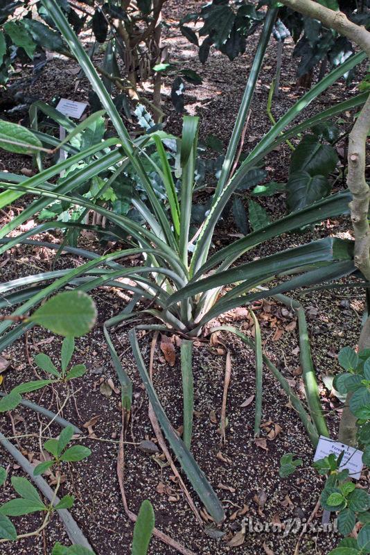 Bromelia niduspuellae