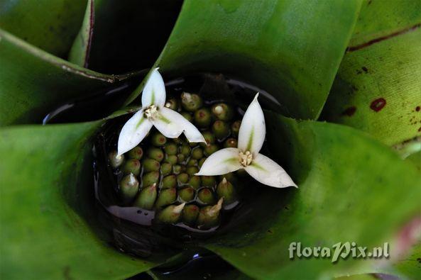 Neoregelia laevis