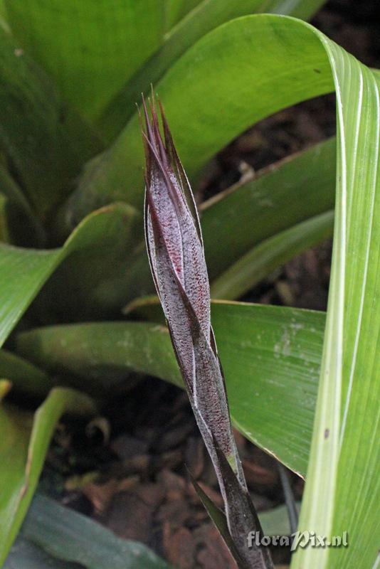 Fosterella penduliflora