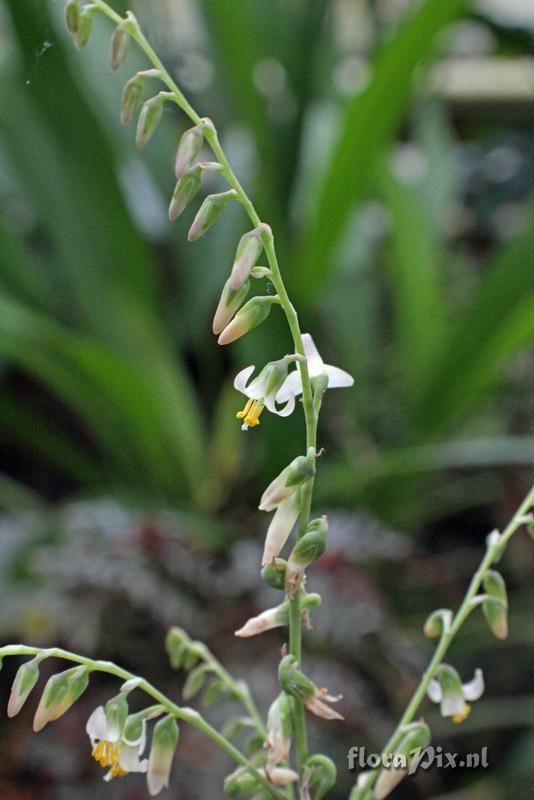 Fosterella gracilvillosula