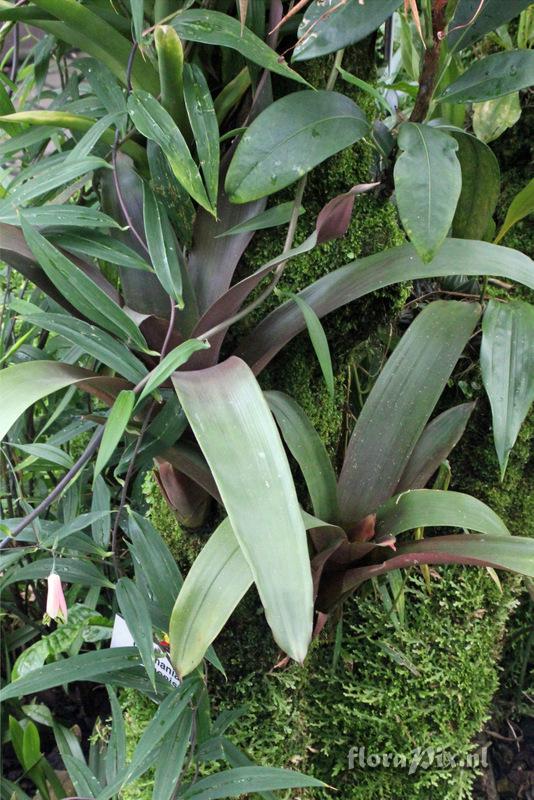 Guzmania melinonis