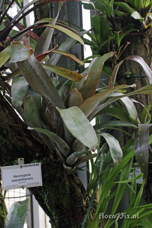 Neoregelia sapiatibensis