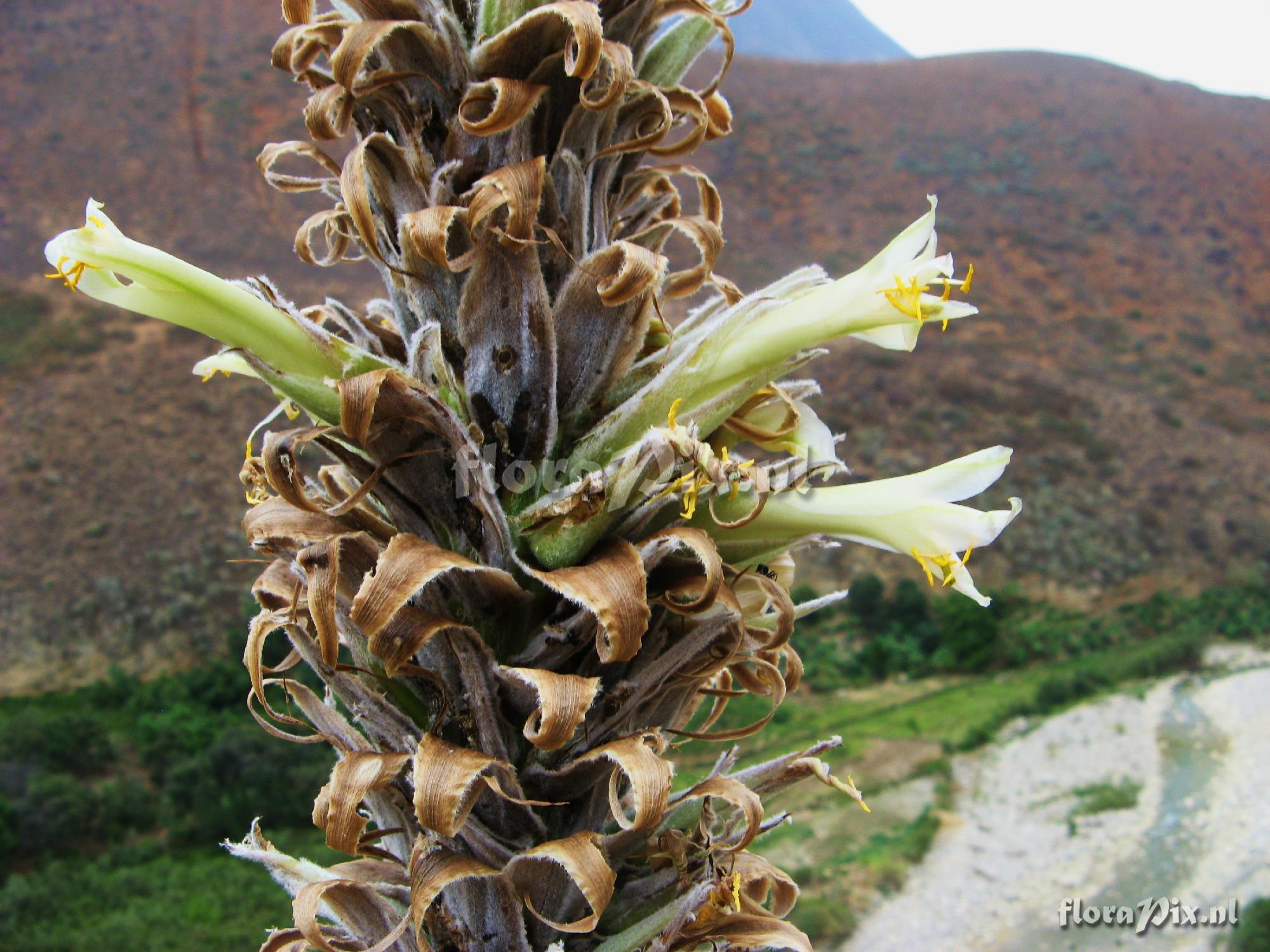 Puya 