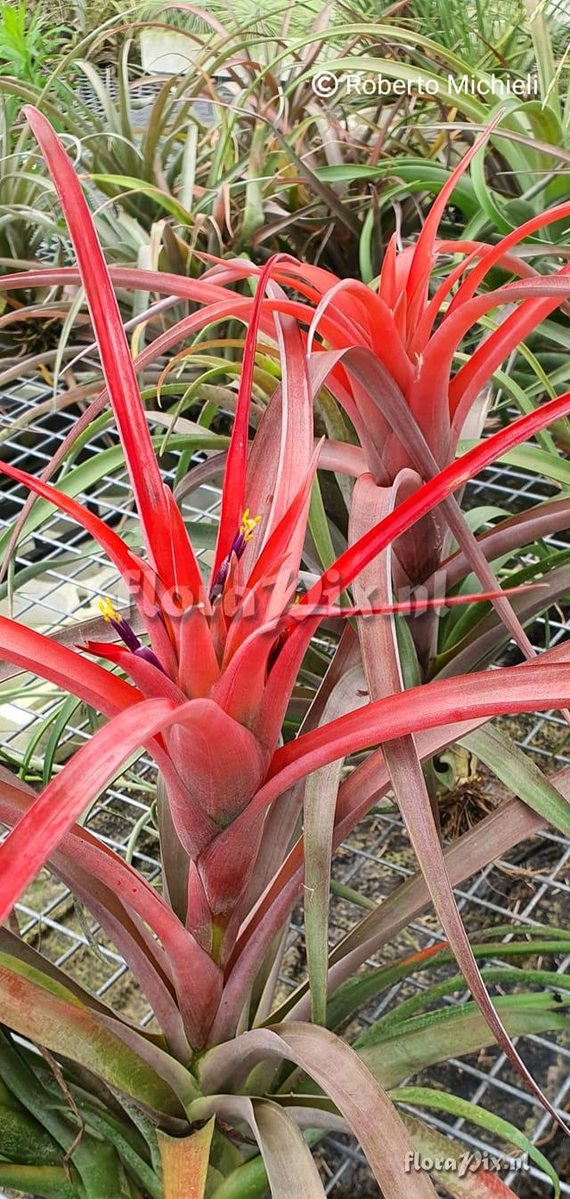 Tillandsia capitata var. guzmanioides