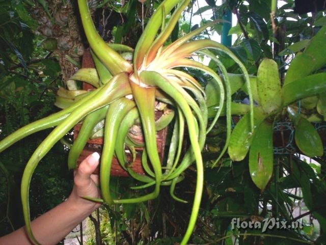 Tillandsia streptophylla