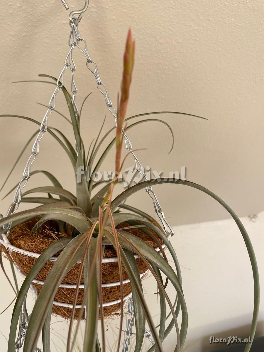 Tillandsia balbisiana