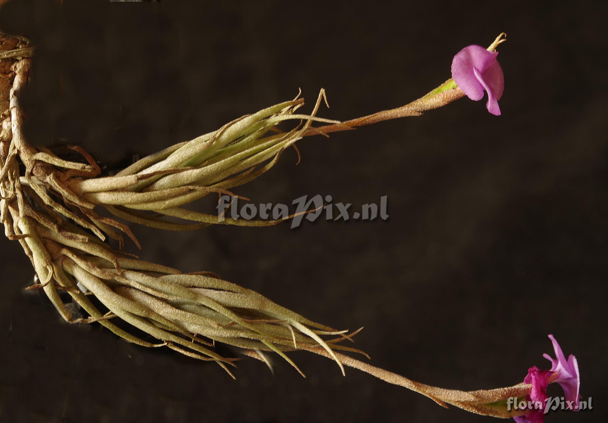 Tillandsia kirschnekii