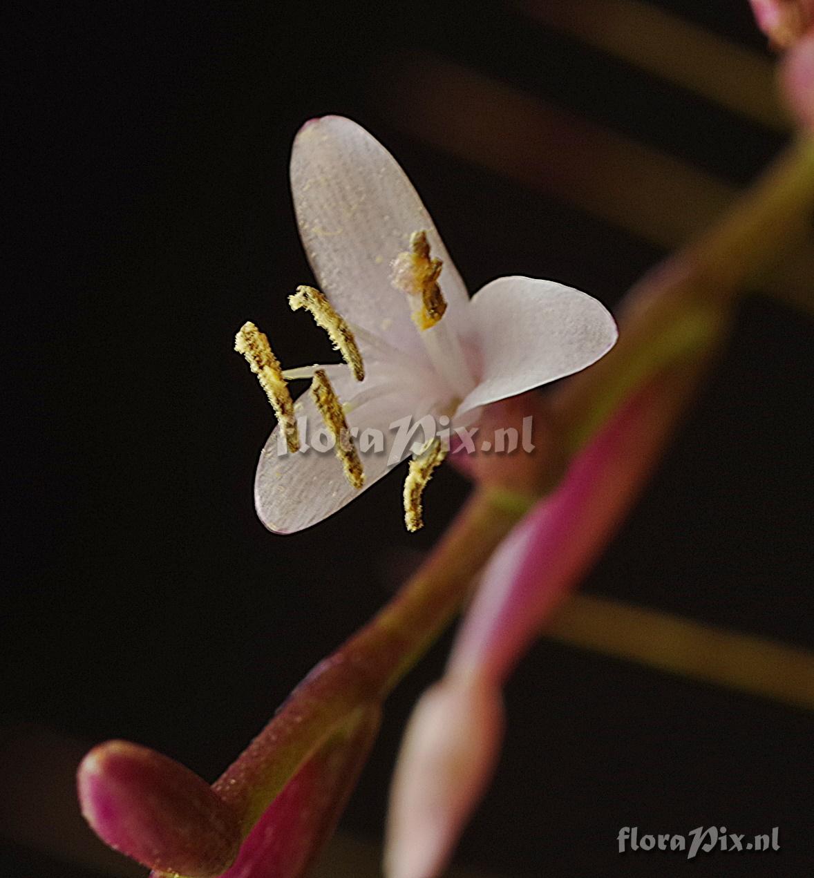 Tillandsia filifolia