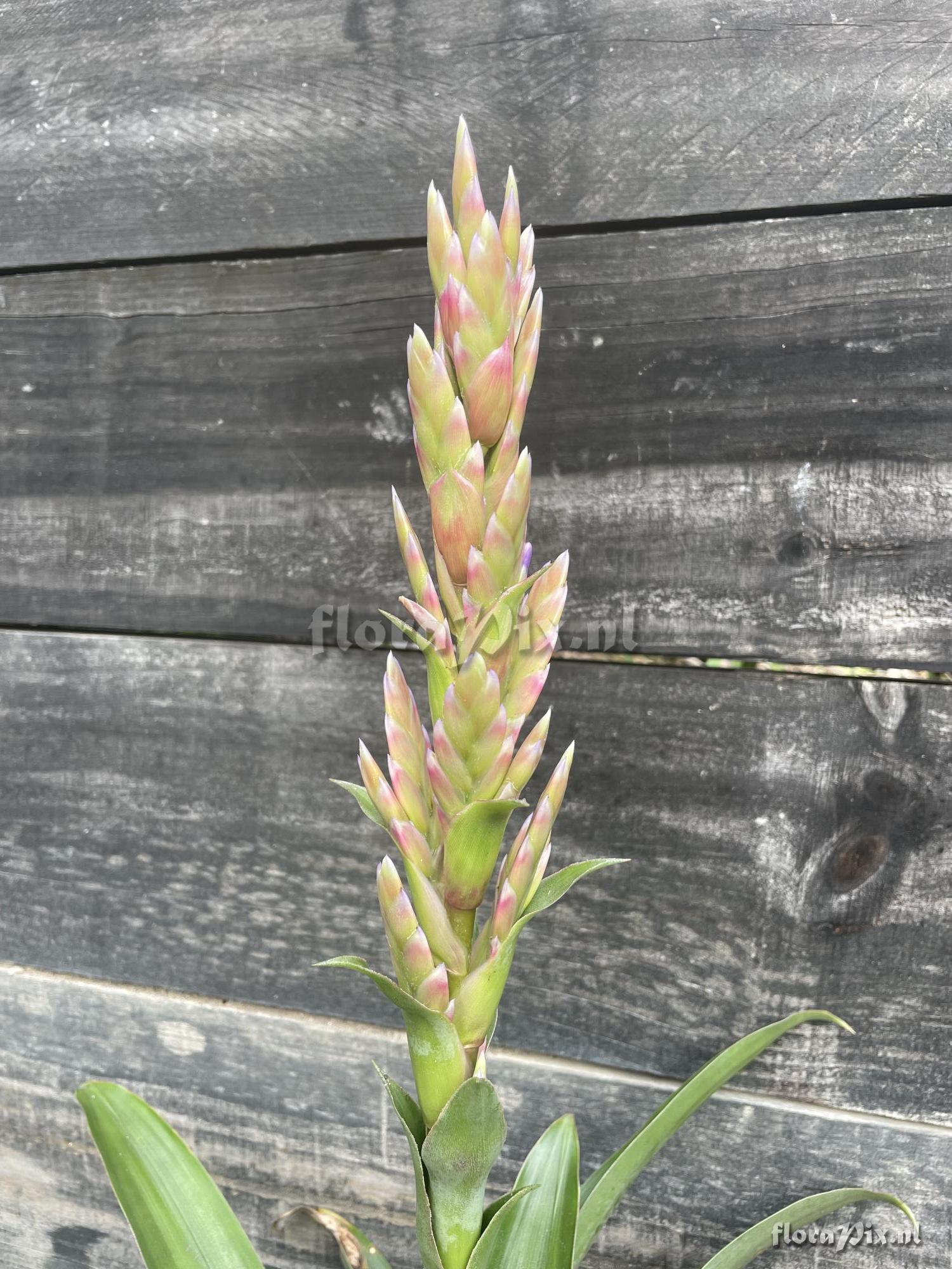 Tillandsia rubroviolacea