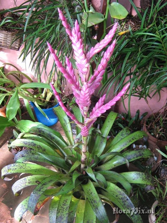 Tillandsia lcida