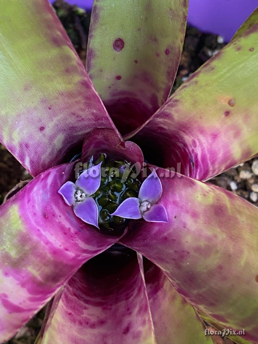 Neoregelia tristis