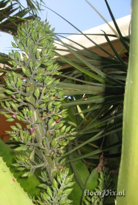 Aechmea mexicana ?