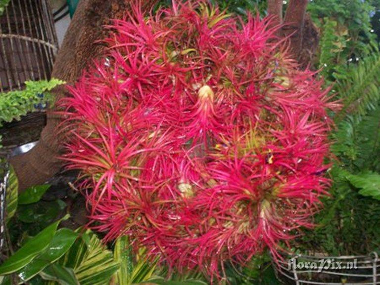 Tillandsia ionantha