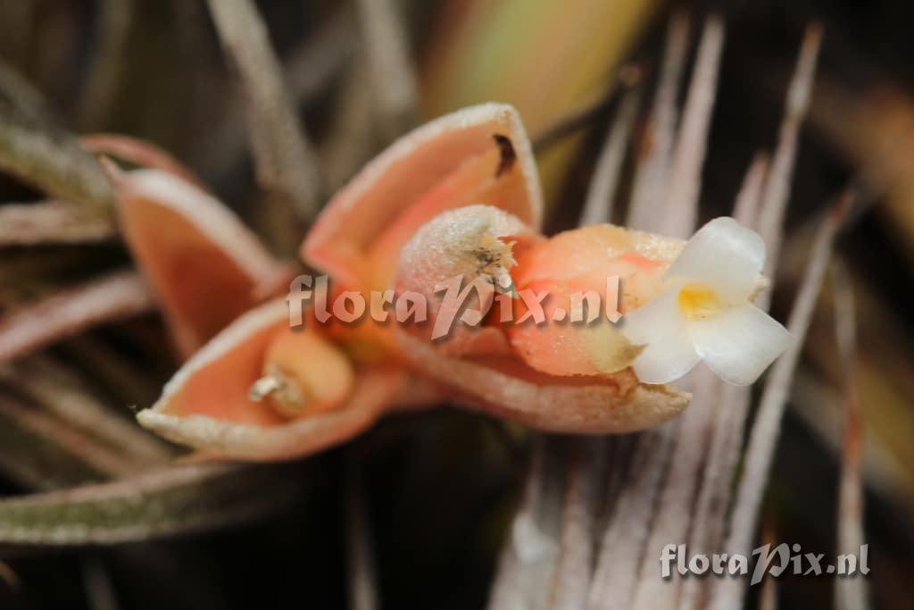 Tillandsia minasgeraisensis