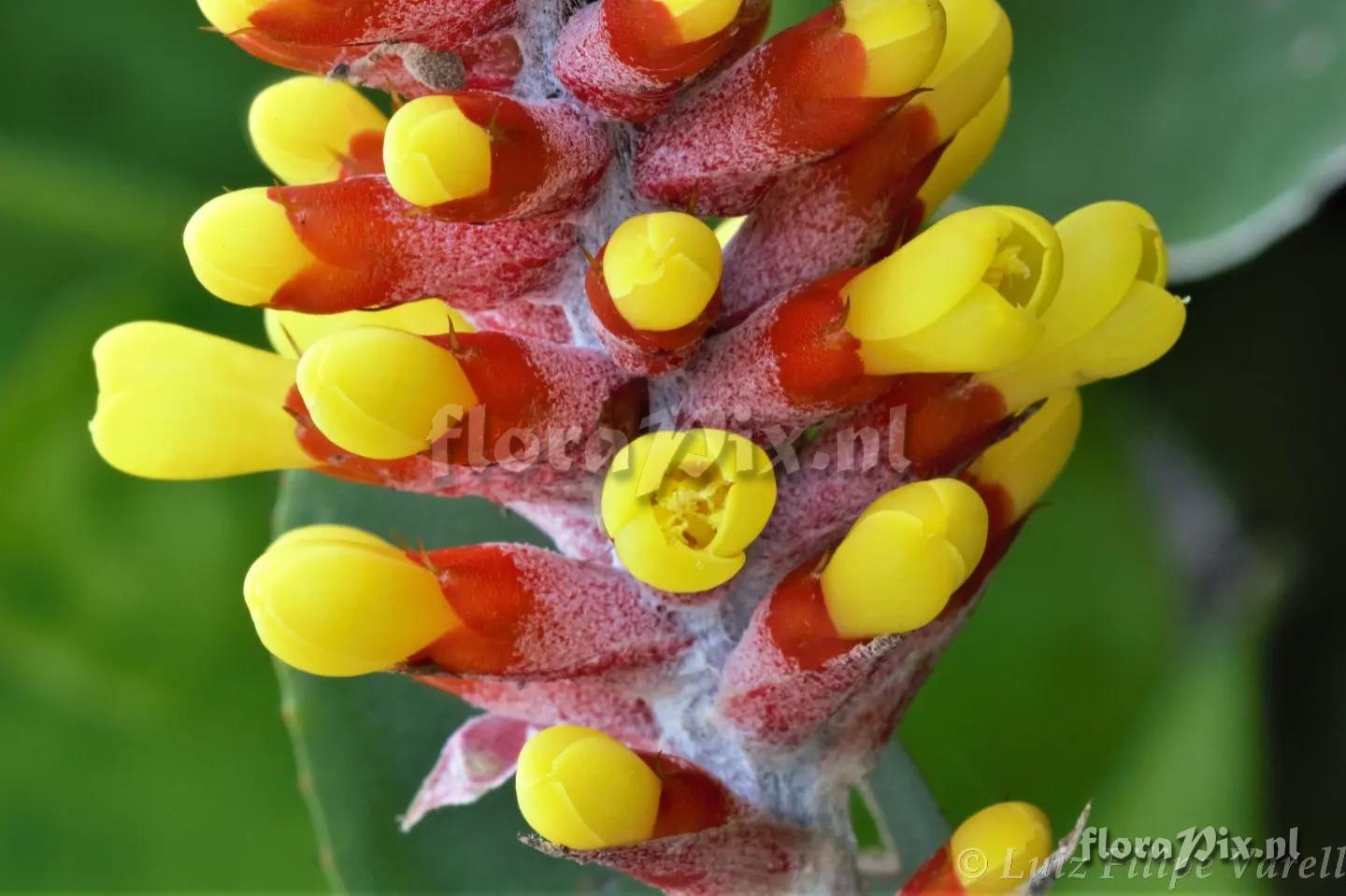 Aechmea comata