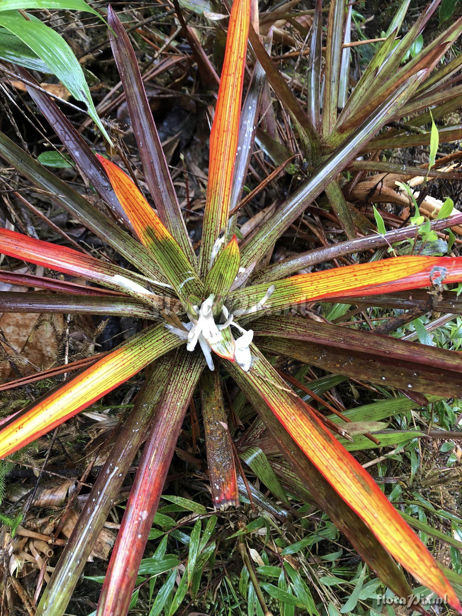 Guzmania nidularioides