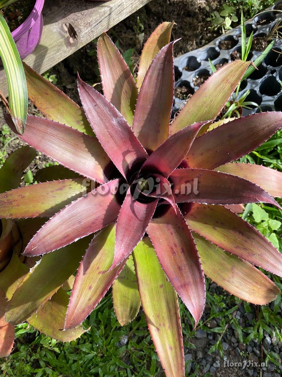 Hylaeaicum roseum