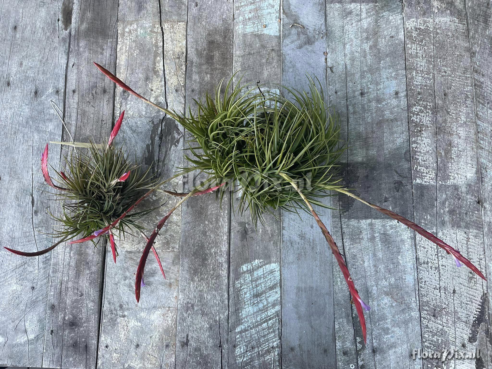 Tillandsia dura