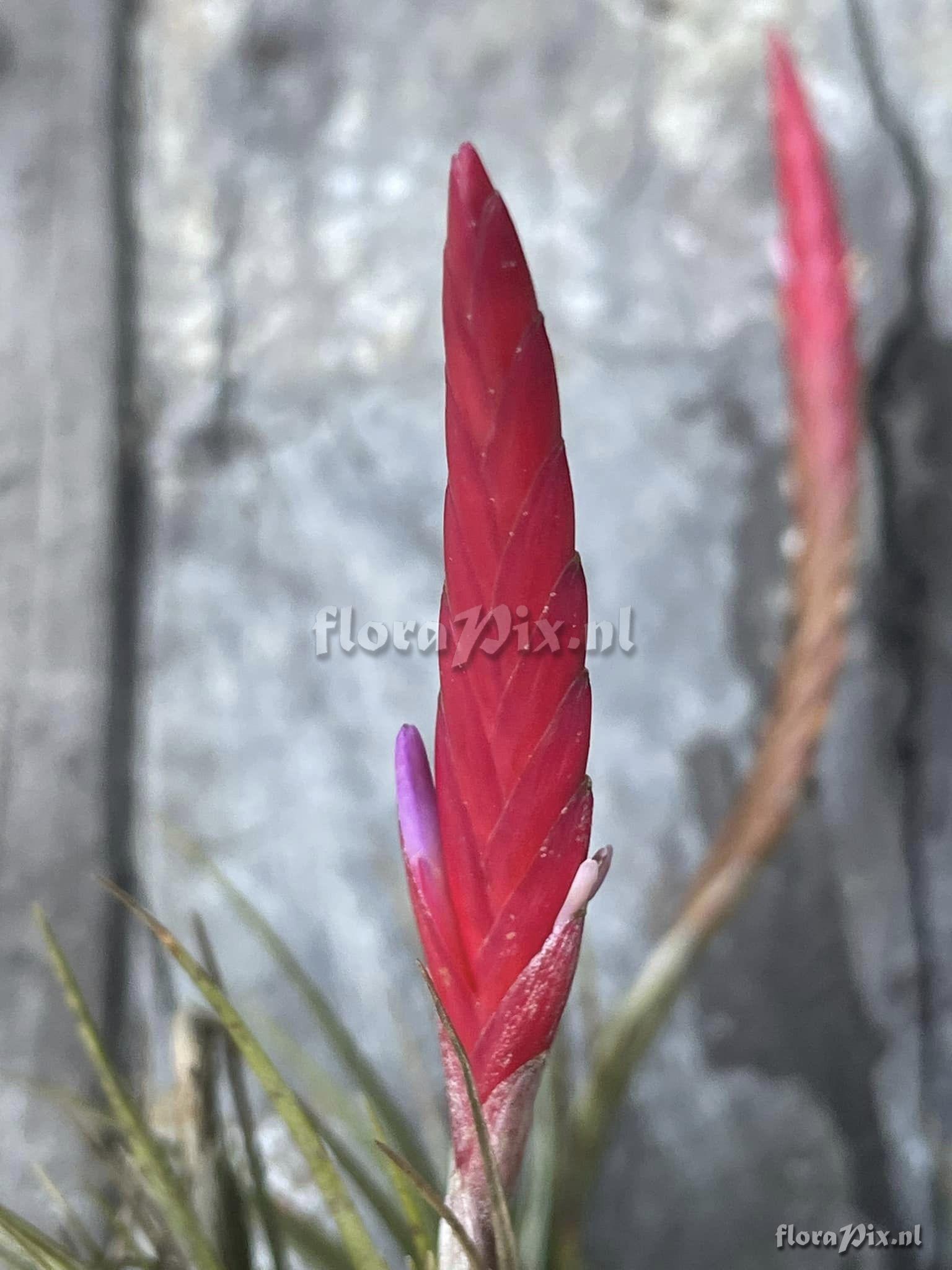 Tillandsia dura