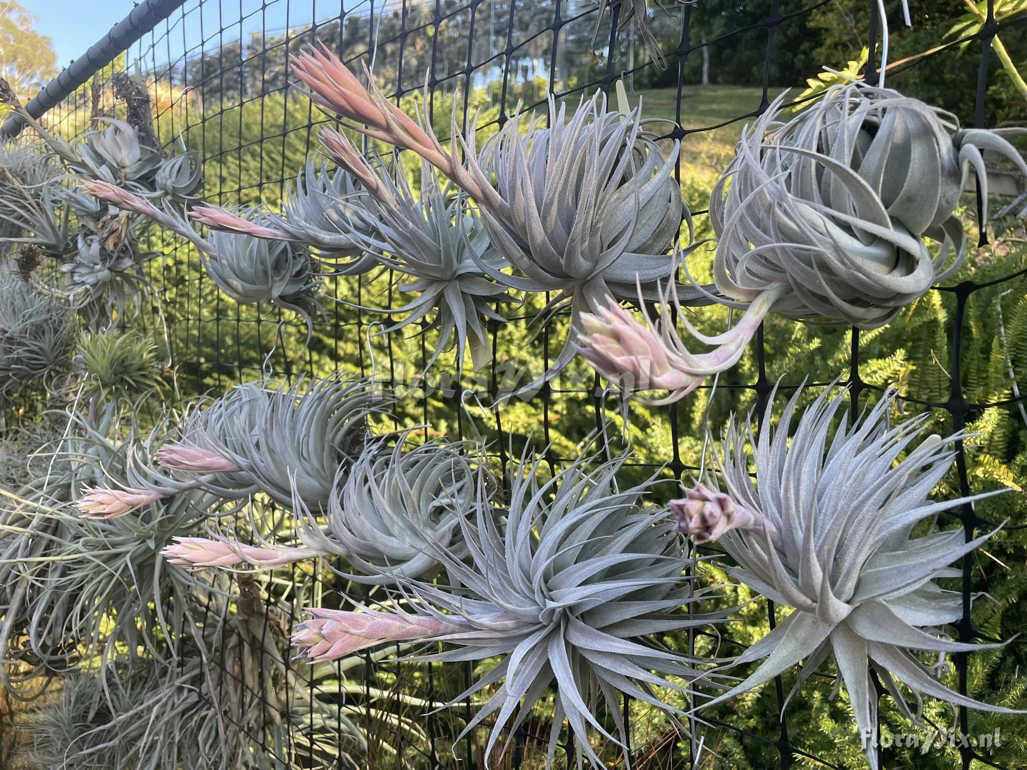 Tillandsia gardneri var. rupicola