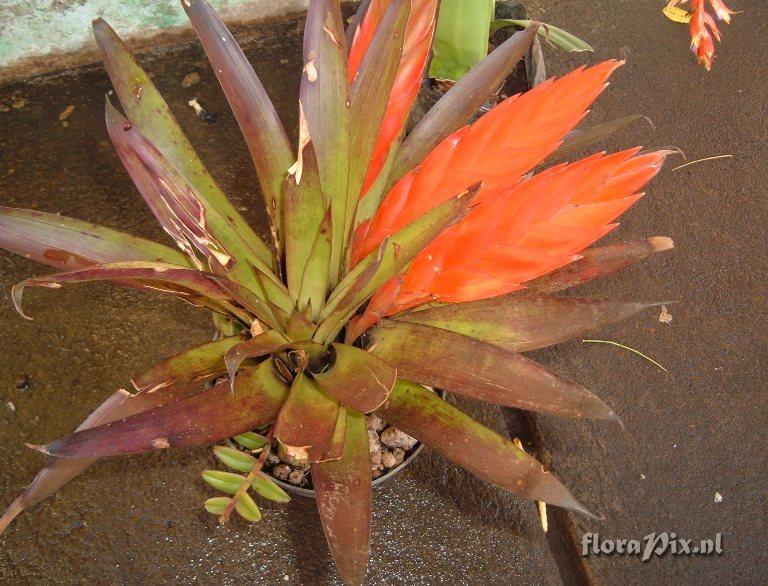 Tillandsia multicaulis 