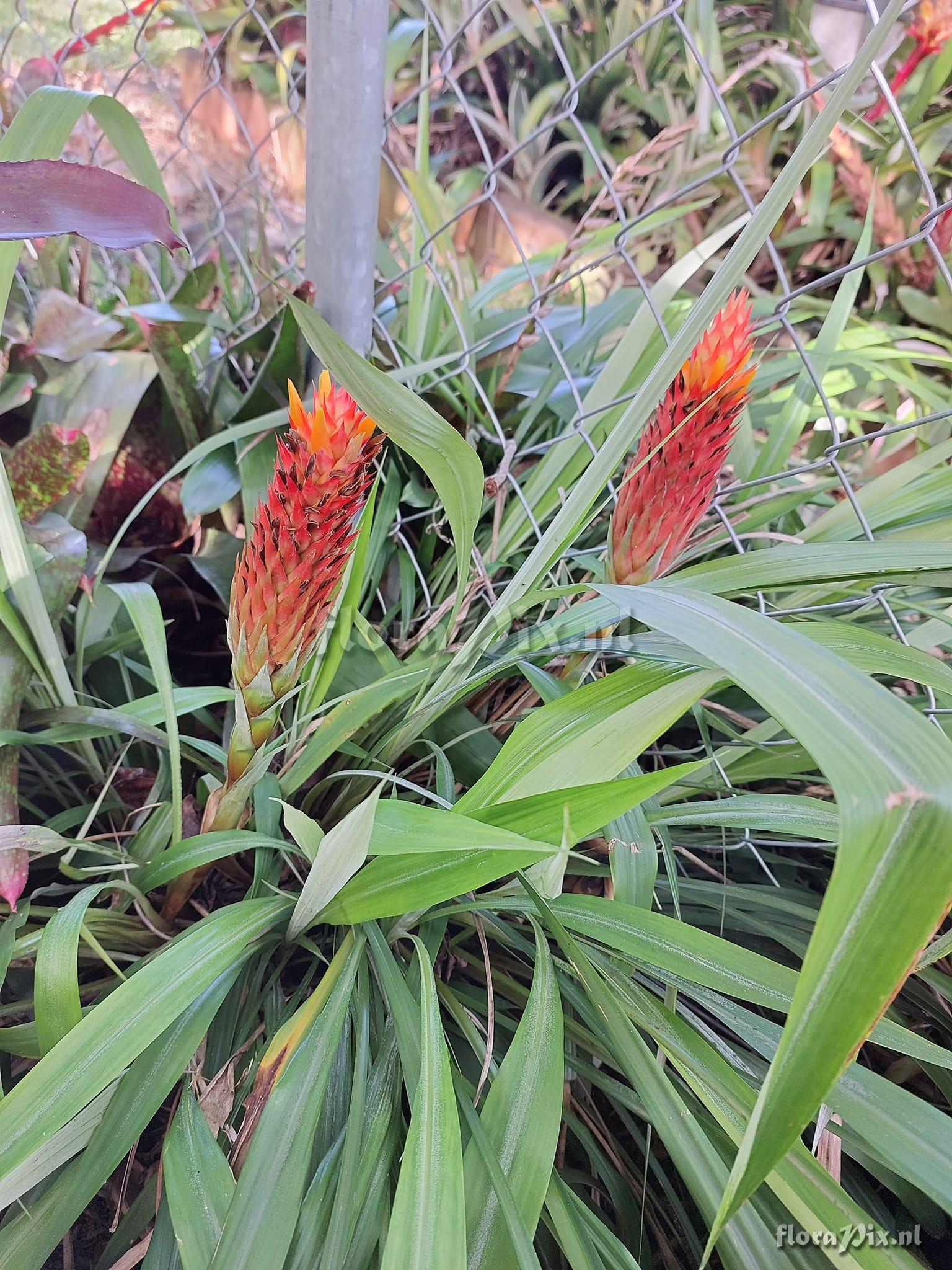 Pitcairnia smithiorum