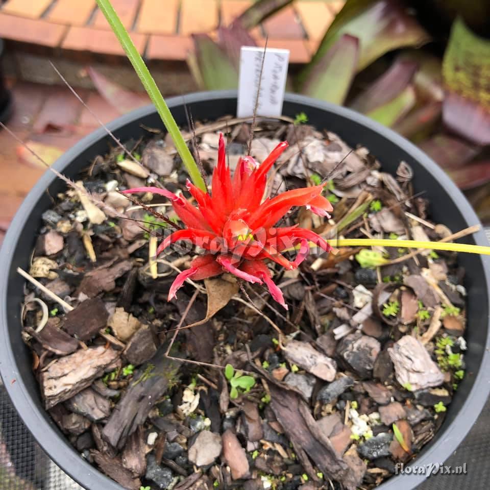 Pitcairnia heterophylla