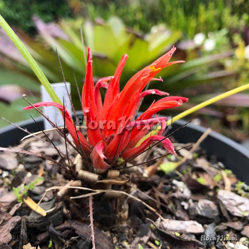 Pitcairnia heterophylla