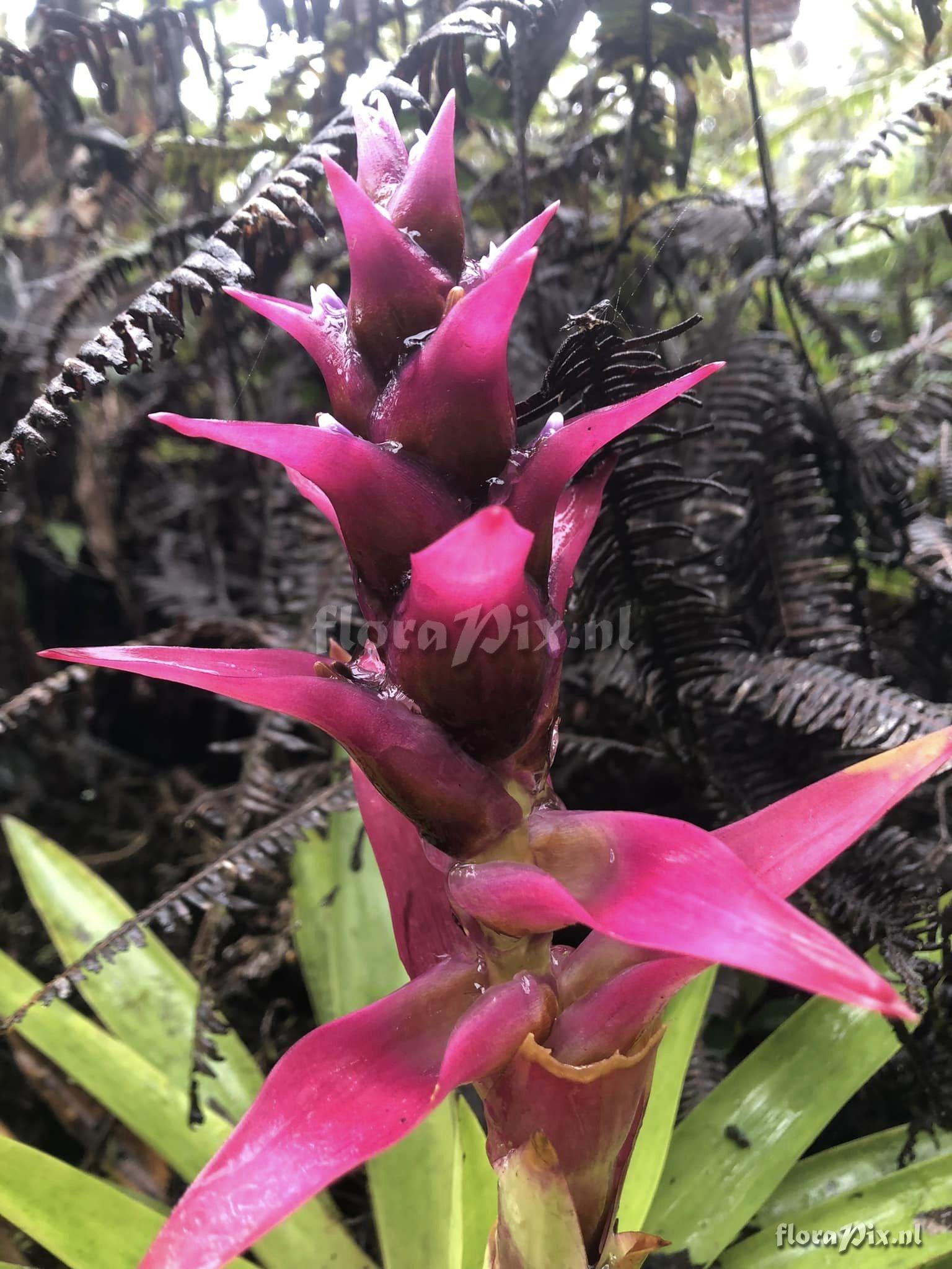 Mezobromelia verecunda