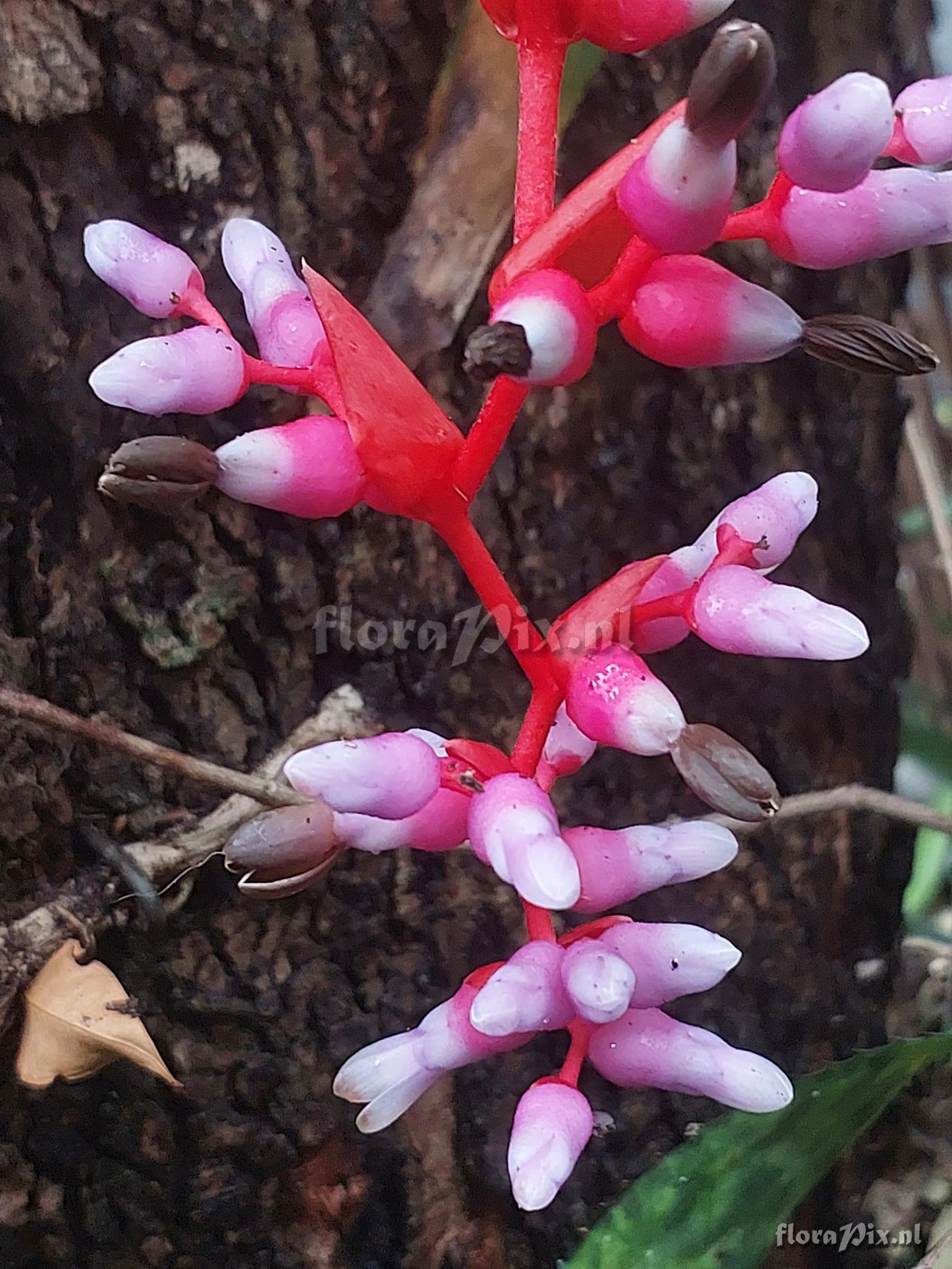 Aechmea weilbachii forma pendula