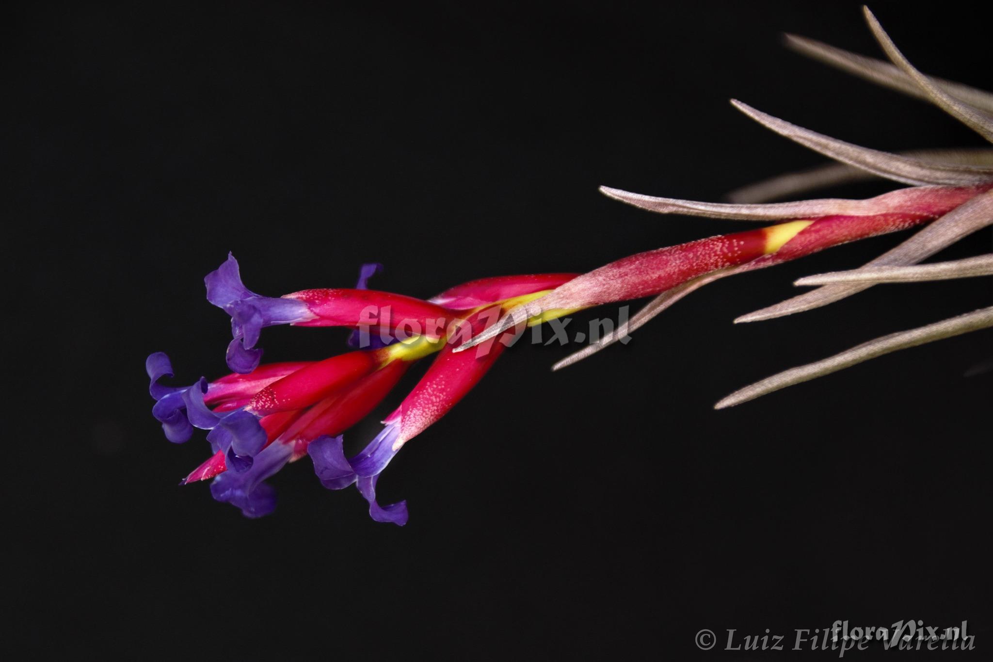 Tillandsia winkleri