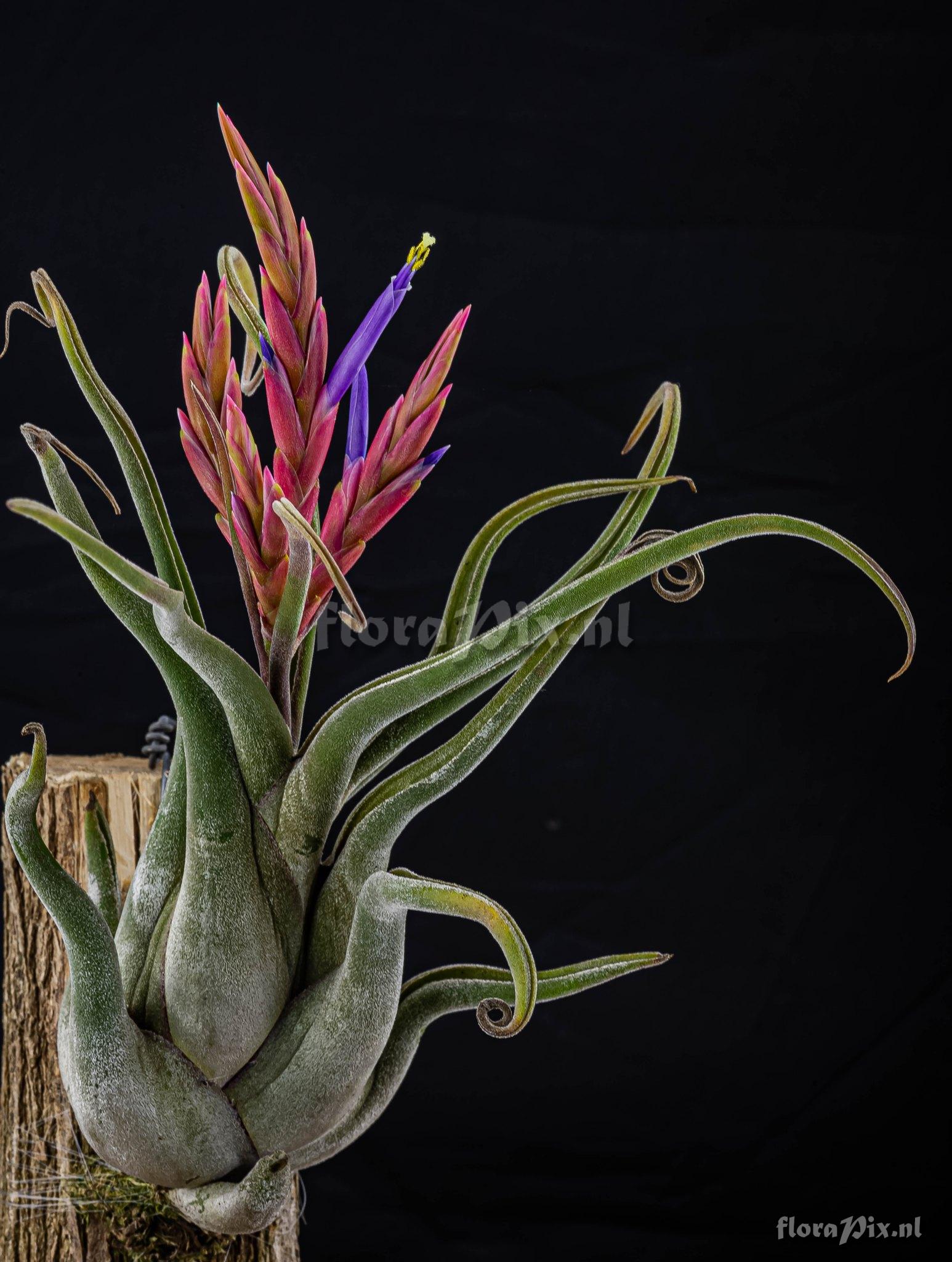 Tillandsia caputmedusae