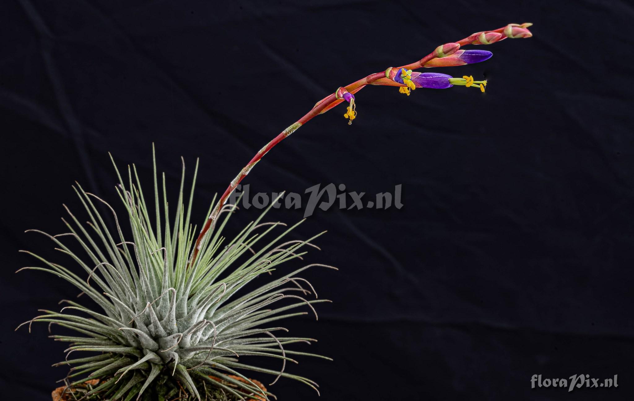 Tillandsia fuchsii var. fuchsii