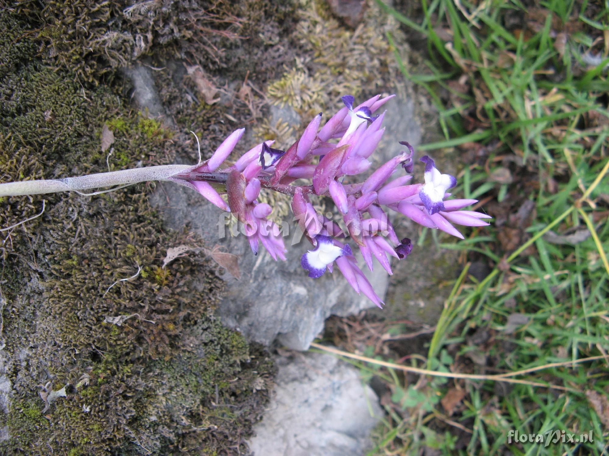 Tillandsia straminea