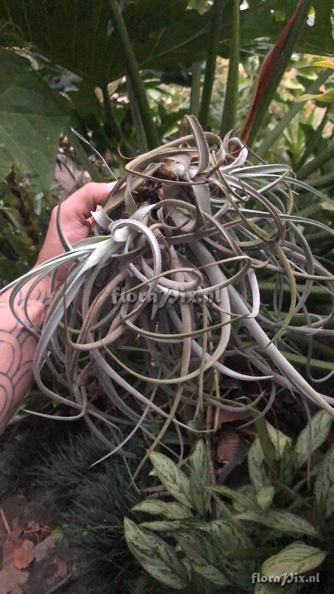 Tillandsia afonsoana