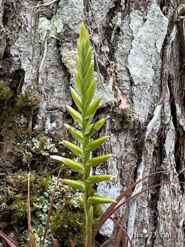 Lemeltonia monadelpha