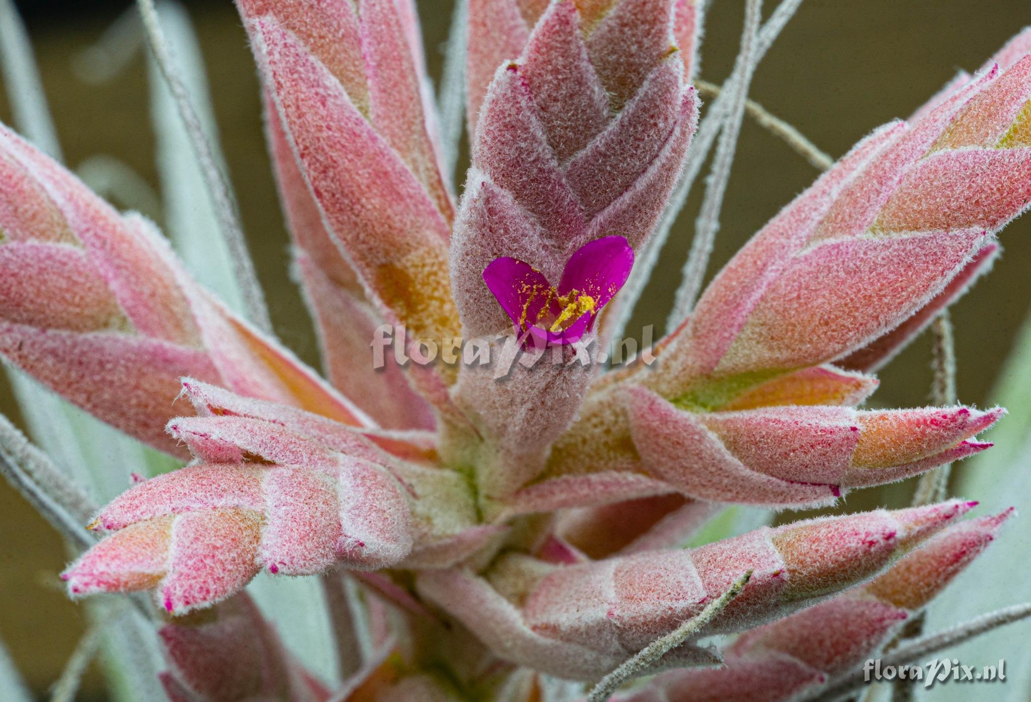 Tillandsia chapeuensis