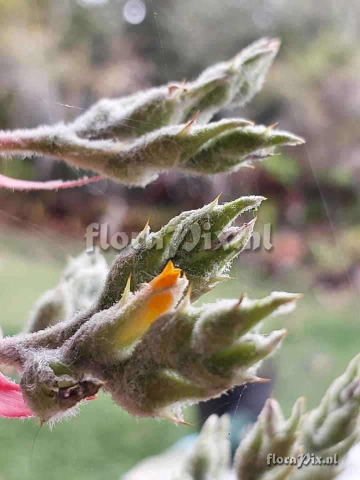 Aechmea araneosa