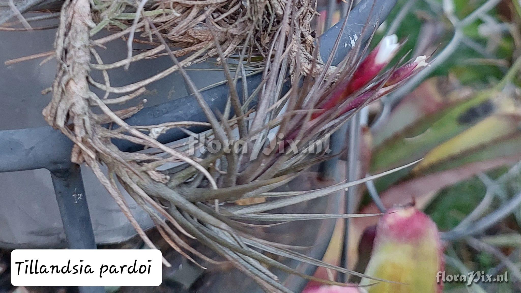 Tillandsia pardoi