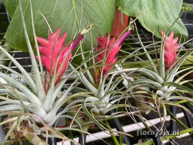 Tillandsia kegeliana