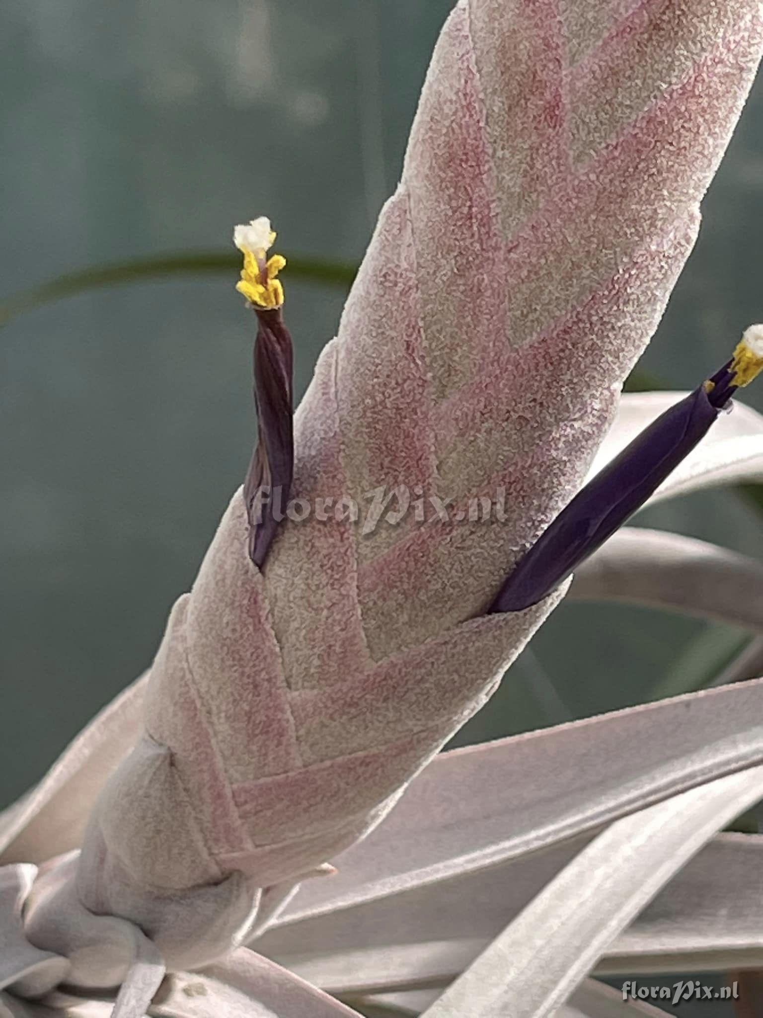 Tillandsia chiapensis