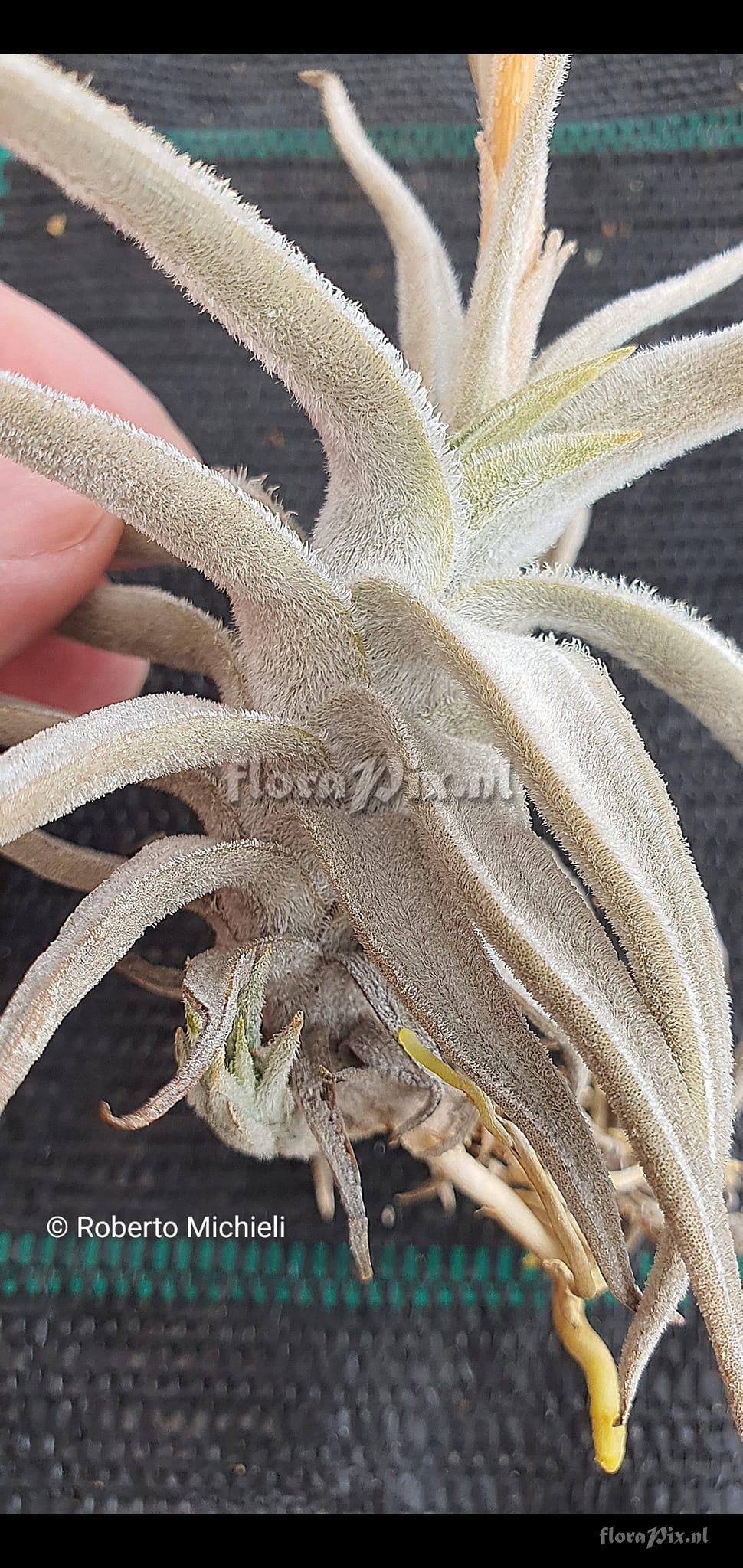 Tillandsia tafiensis