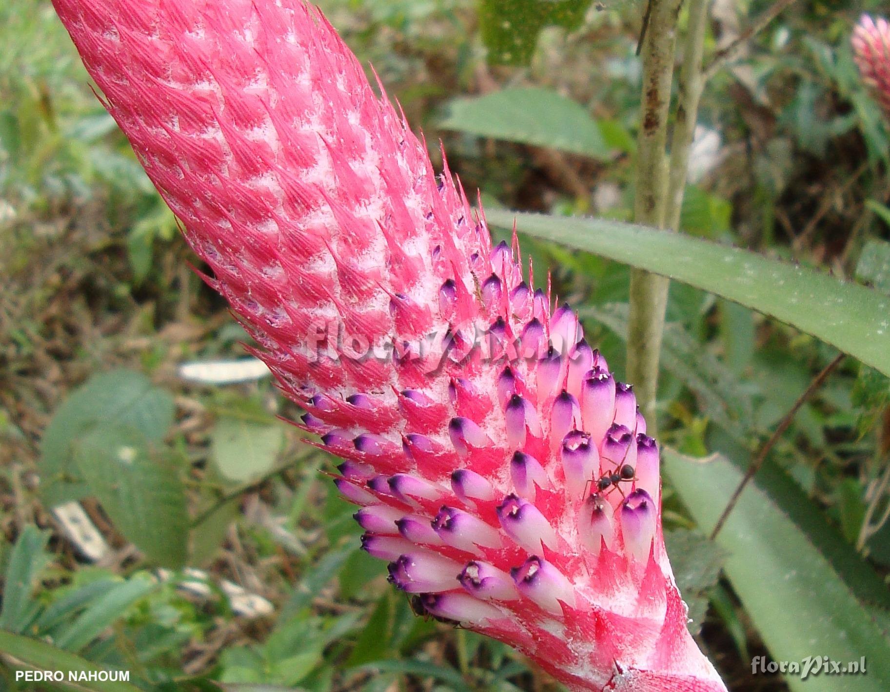 Aechmea vanhoutteana