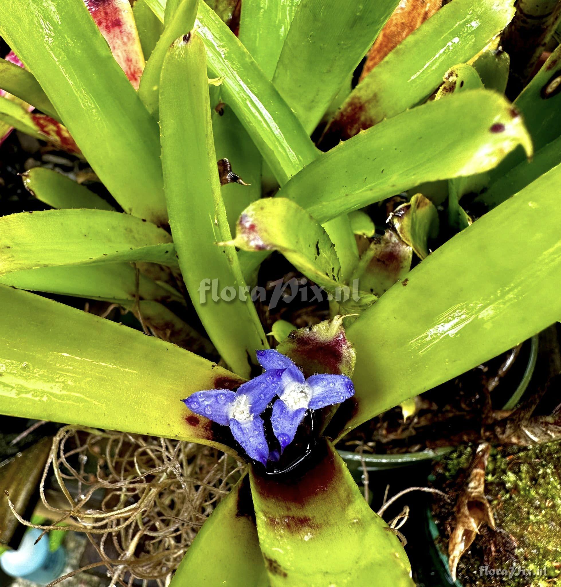 Neoregelia dungsiana