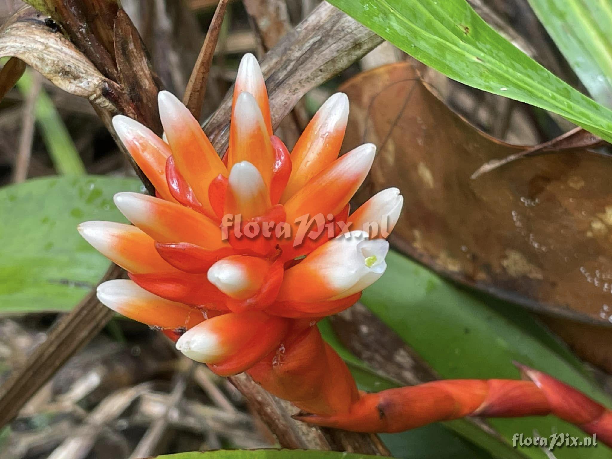 Guzmania musaica var. discolor