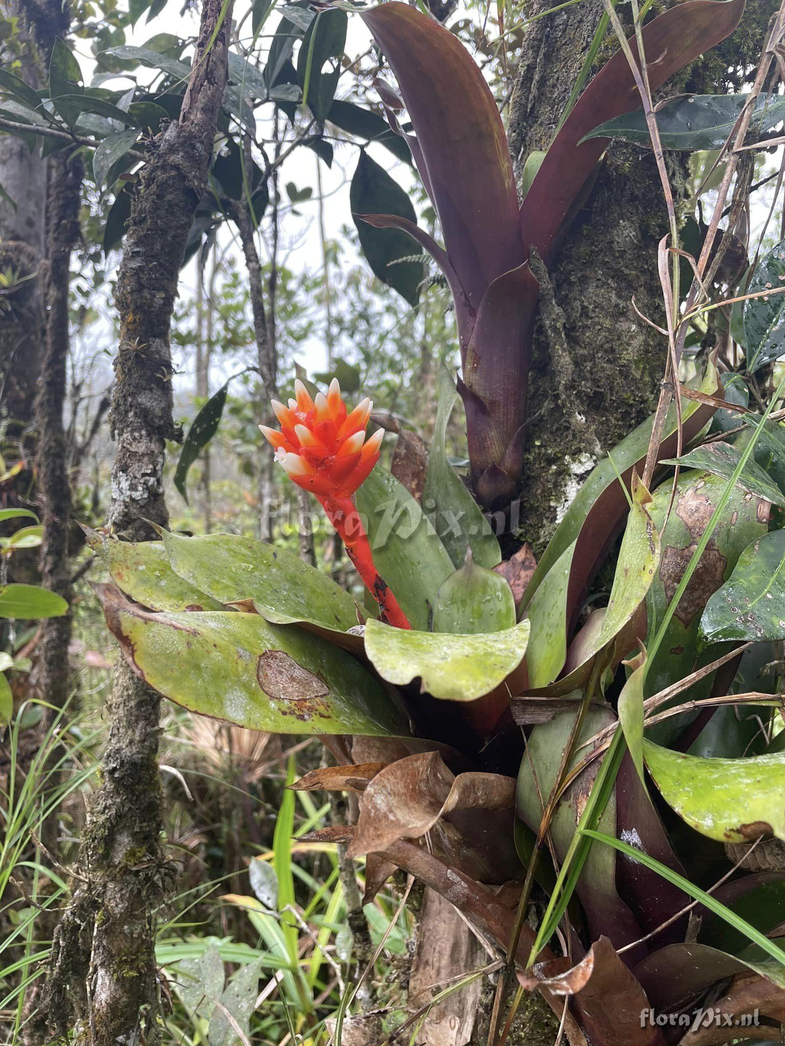 Guzmania musaica var. discolor