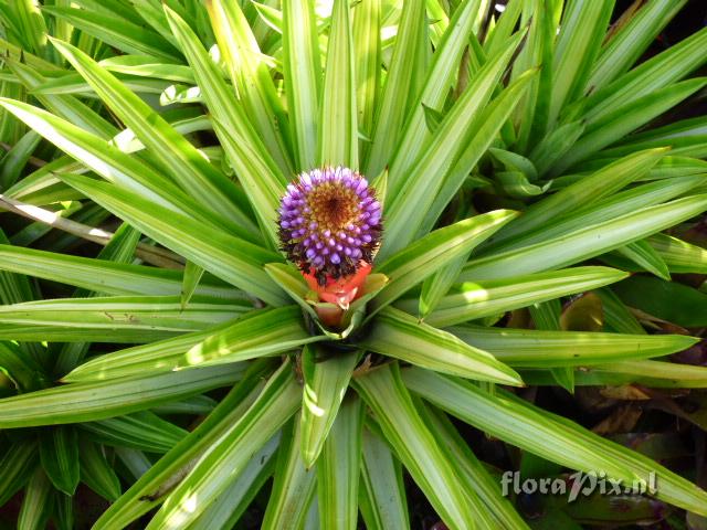 Aechmea ornata