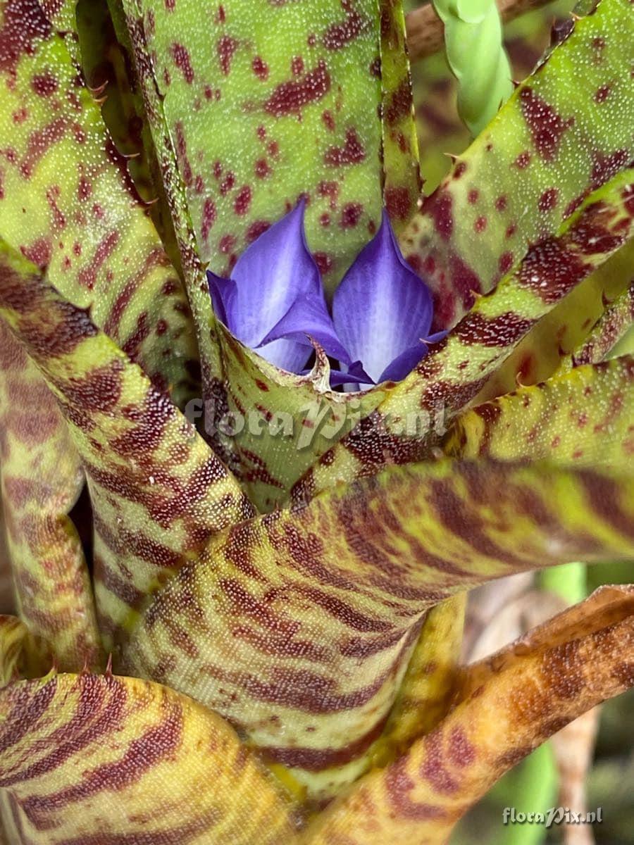 Neoregelia punctatissima